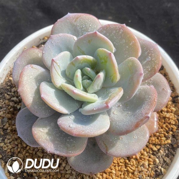 Echeveria Milk Tea - Image 2