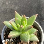 Pachyphytum Pudding - Image 2