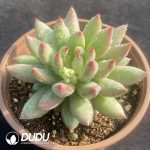 Pachyphytum Second Generation Consort Yu - Image 2