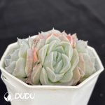 Echeveria Athena Clustering - Image 2