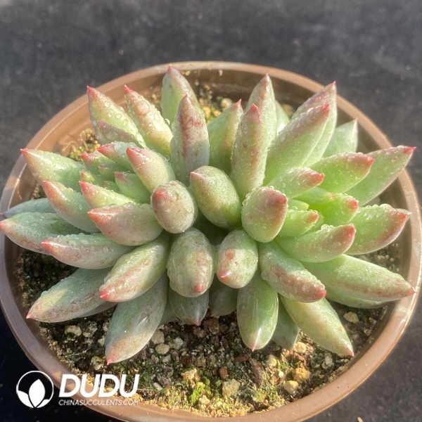 Pachyphytum Second Generation Consort Yu Double Head - Image 2