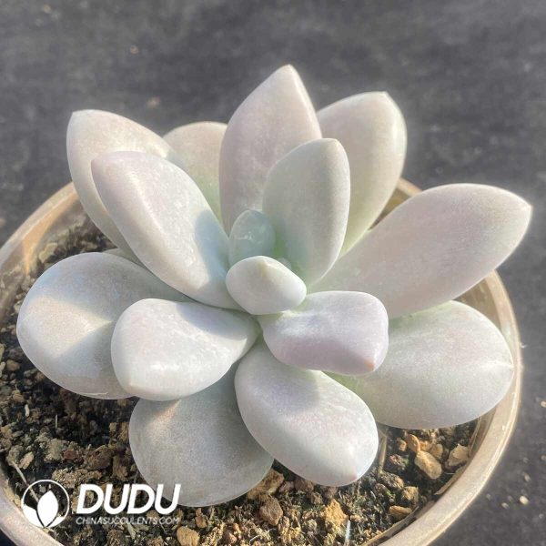 Pachyphytum Original Consort Yu Clustering - Image 2