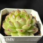 Echeveria Green Tea - Image 2