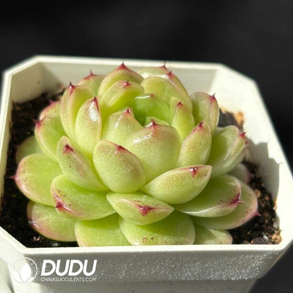 Echeveria Green Tea - Image 2