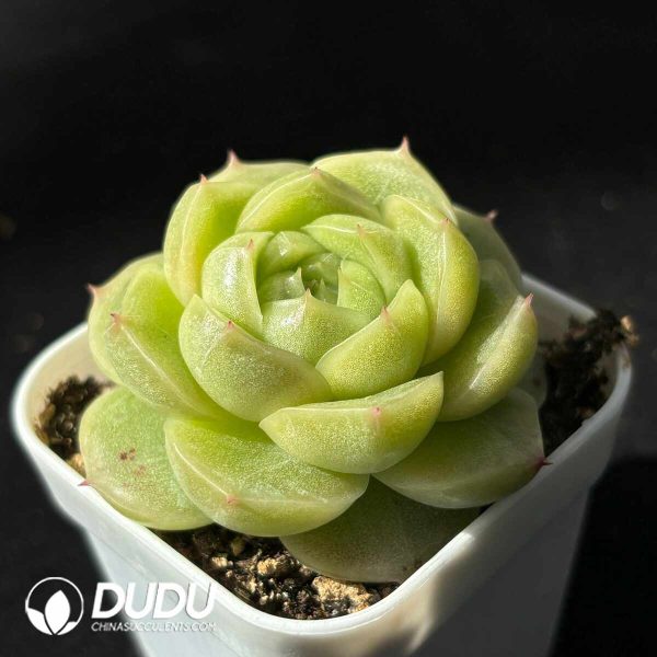 Echeveria Jade Stamen - Image 2