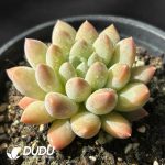 Pachyphytum Milk Bottle - Image 2