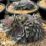 Echeveria Anna Cristata - Image 2