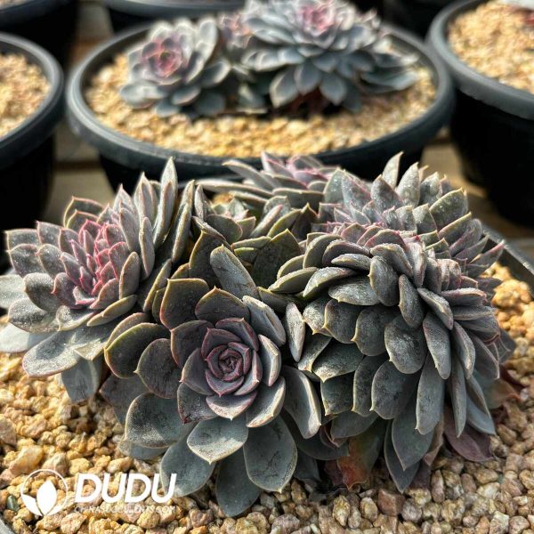 Echeveria Anna Cristata - Image 2