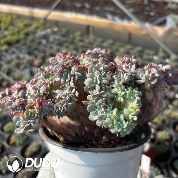 Echeveria Original Crabapple Cristata - Image 2