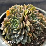 Echeveria Madame Rose Cristata - Image 2