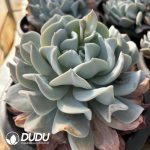 Echeveria Snow Special - Image 2