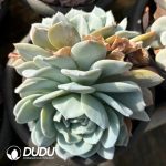 Echeveria Snow Special Double Head - Image 2