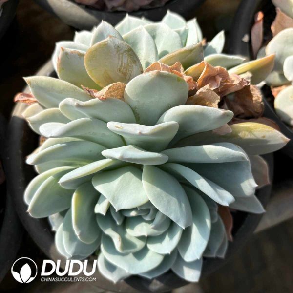 Echeveria Snow Special Double Head - Image 2