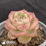 Echeveria Charming Jenny - Image 2