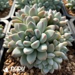 Pachyphytum Broadleaf Milk Candy - Image 2