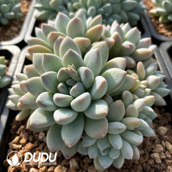 Pachyphytum Broadleaf Milk Candy - Image 2