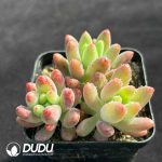 Sedum Ice Sevilla Clustering - Image 2