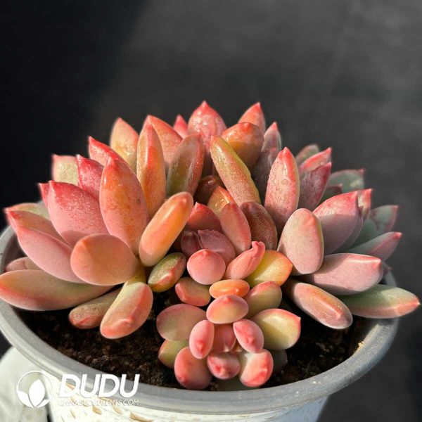 Pachyphytum Auspicious Cloud - Image 2