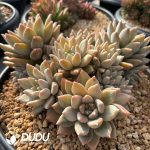 Echeveria Helios Clustering - Image 2