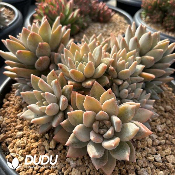 Echeveria Helios Clustering - Image 2