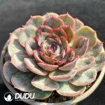 Echeveria Black Rose Onslow - Image 2