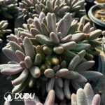 Pachyphytum Candy Beauty Clustering - Image 2