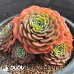 Echeveria Baby Surprise Clustering - Image 2