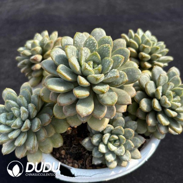 Echeveria Grape Clustering - Image 2