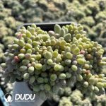 Graptopetalum Glutinous Rice Ball Cristata - Image 2