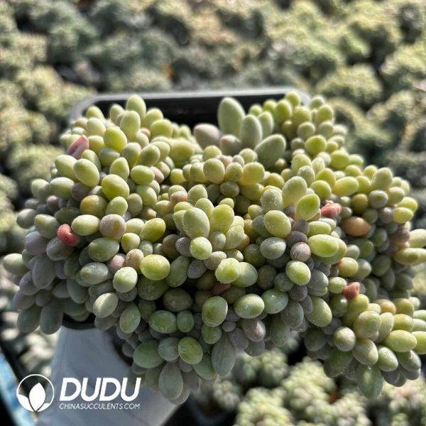 Graptopetalum Glutinous Rice Ball Cristata - Image 2