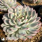 Echeveria Chihuahuaensis Variegated - Image 2