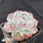 Echeveria Alba - Image 2