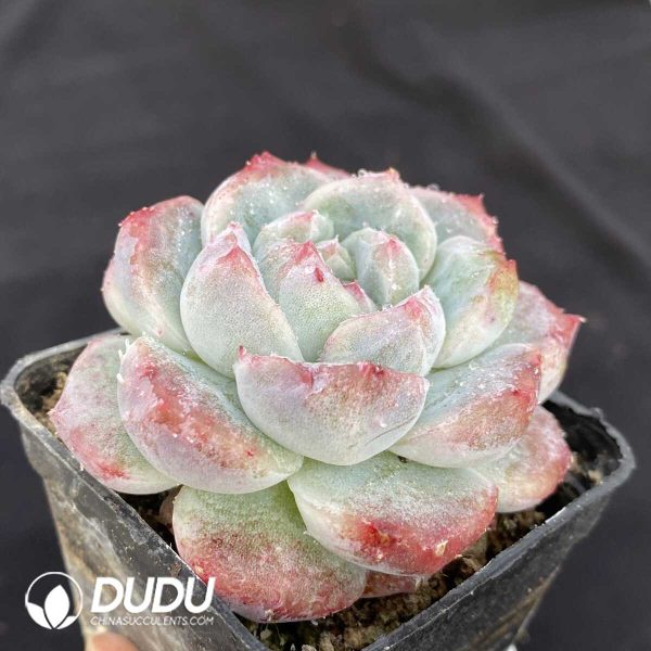 Echeveria Alba - Image 2