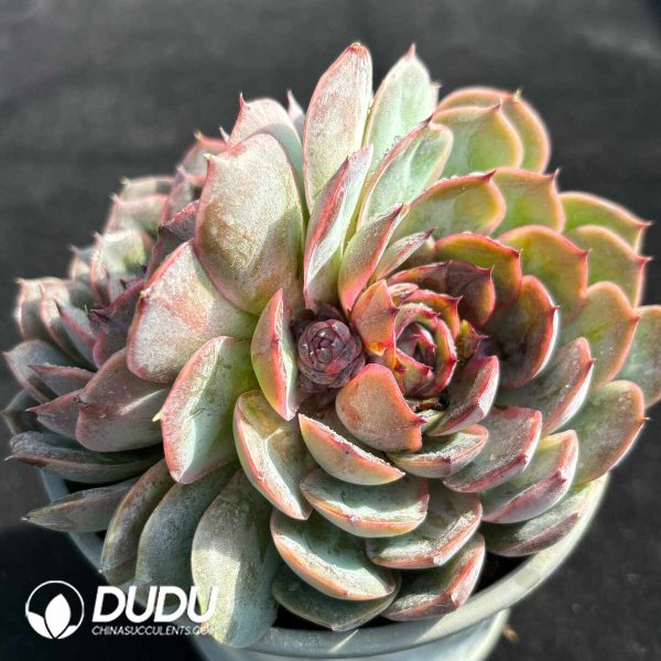 Echeveria Black Rose Onslow Double Head - Image 2