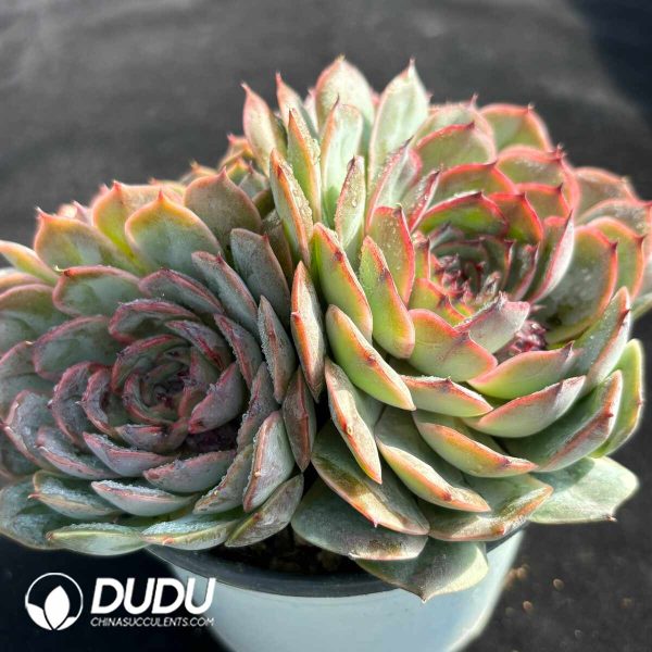 Echeveria Black Rose Onslow Clustering - Image 2