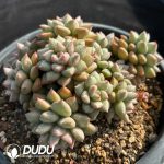 Echeveria Ivory - Image 2