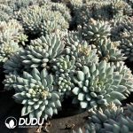 Pachyphytum Bright Pearl - Image 2