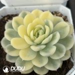 Echeveria Strawberry ice Variegated - Image 2