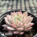 Echeveria Tippy Variegated - Image 2