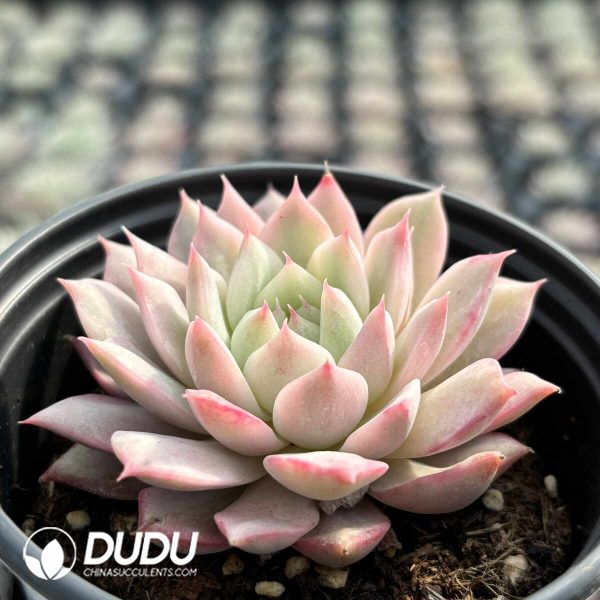 Echeveria Tippy Variegated - Image 2