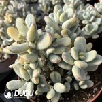 Cotyledon Orbiculata Round Leaf Variegated Clustering - Image 2