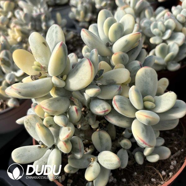 Cotyledon Orbiculata Round Leaf Variegated Clustering - Image 2