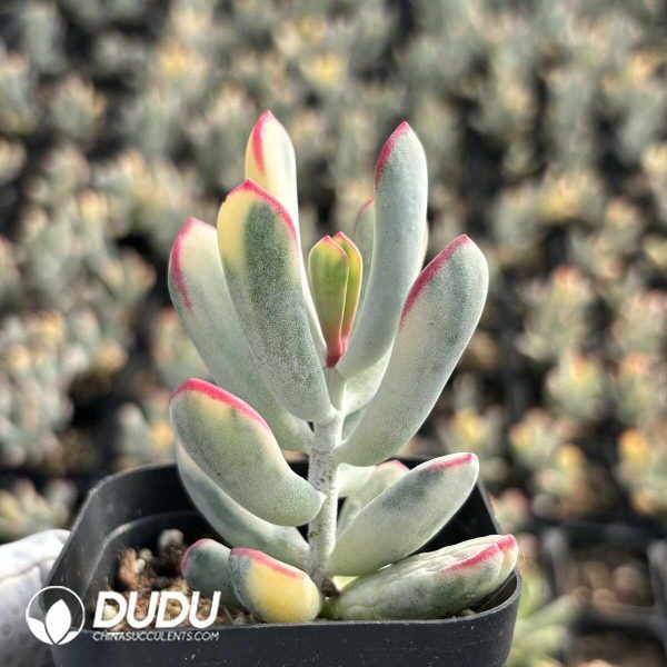 Cotyledon orbiculata cv. Long Leaf Variegated - Image 2