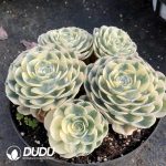 Echeveria Lenore Dean Variegated Clustering - Image 2