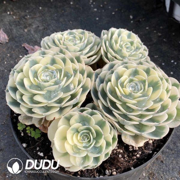 Echeveria Lenore Dean Variegated Clustering - Image 2