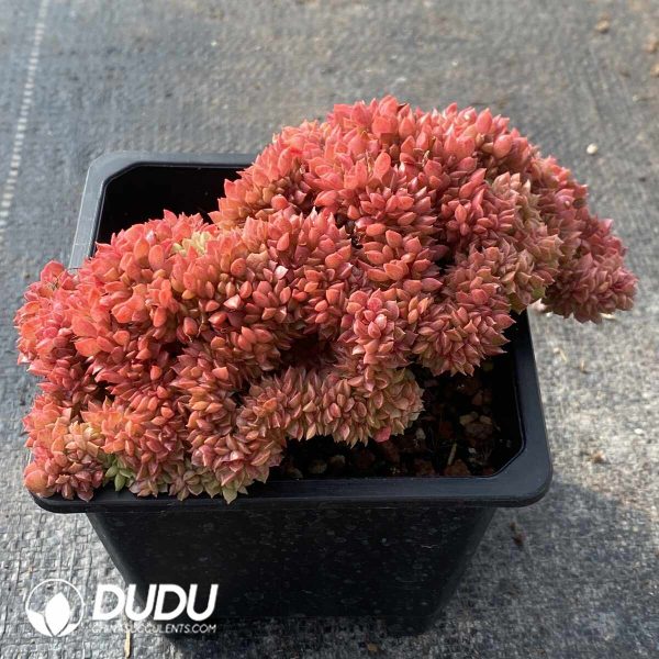 Echeveria Longissima Cristata - Image 2