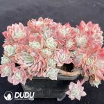 Echeveria Rose Queen Variegated Clustering - Image 2