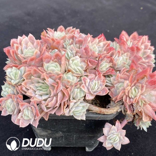 Echeveria Rose Queen Variegated Clustering - Image 2