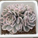 Echeveria Snowball Variegated Clustering - Image 2