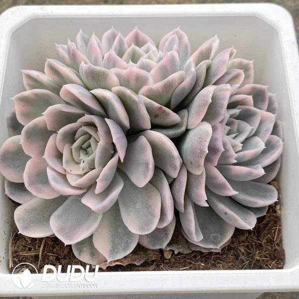 Echeveria Snowball Variegated Clustering - Image 2